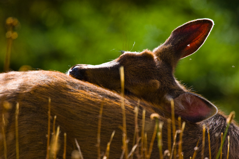 Sleeping Mule Deer